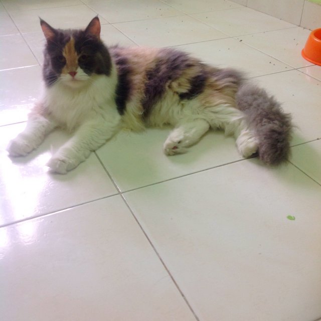 Diamond - Domestic Long Hair + Persian Cat