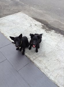 Puppy And Gutty - Mixed Breed Dog