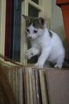 Tut Tut - Domestic Short Hair Cat