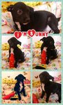 ♡ Sunny ♡ ( Video-toilet Trained ) - Mixed Breed Dog