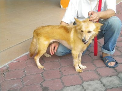 Goldie - Golden Retriever Mix Dog