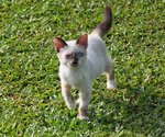 Whiskie - Domestic Short Hair Cat