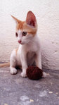 PF58160 - Domestic Short Hair Cat