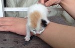 Chubby Kittens Need Caring Home. - Domestic Medium Hair Cat