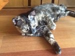 Gypsy  - Domestic Short Hair Cat