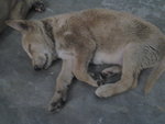 Sleepy Siblings - Mixed Breed Dog