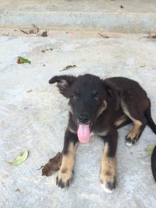 Lucas - Miniature Pinscher Mix Dog