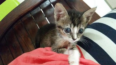 Tiny - Domestic Short Hair Cat