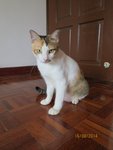 California - Calico + Domestic Short Hair Cat