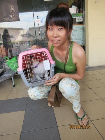 California - Calico + Domestic Short Hair Cat