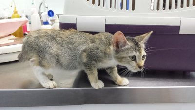 Amber  - Domestic Short Hair Cat