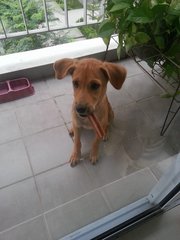 Bella 4 Months Puppy!  -  Mix Dog