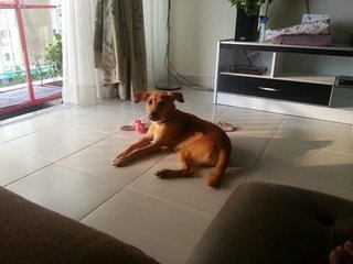 Bella 4 Months Puppy!  -  Mix Dog