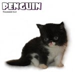 Penguin (Flat Face Persian) - Persian Cat