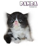 Panda (Flat Face Persian) - Persian Cat
