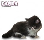 Panda (Flat Face Persian) - Persian Cat