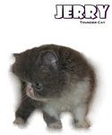 Jerry (Flat Face Persian) - Persian Cat