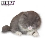 Jerry (Flat Face Persian) - Persian Cat