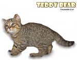 Teddy Bear - British Shorthair Cat