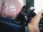 &quot;Baraka&quot; The Black Cat - Domestic Short Hair Cat