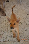 Brownie - Mixed Breed Dog