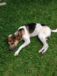 Elvis - German Shepherd Dog + Dalmatian Dog