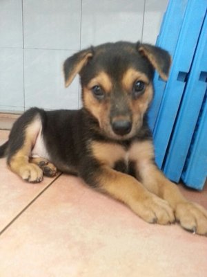 Nie Nie - Mixed Breed Dog