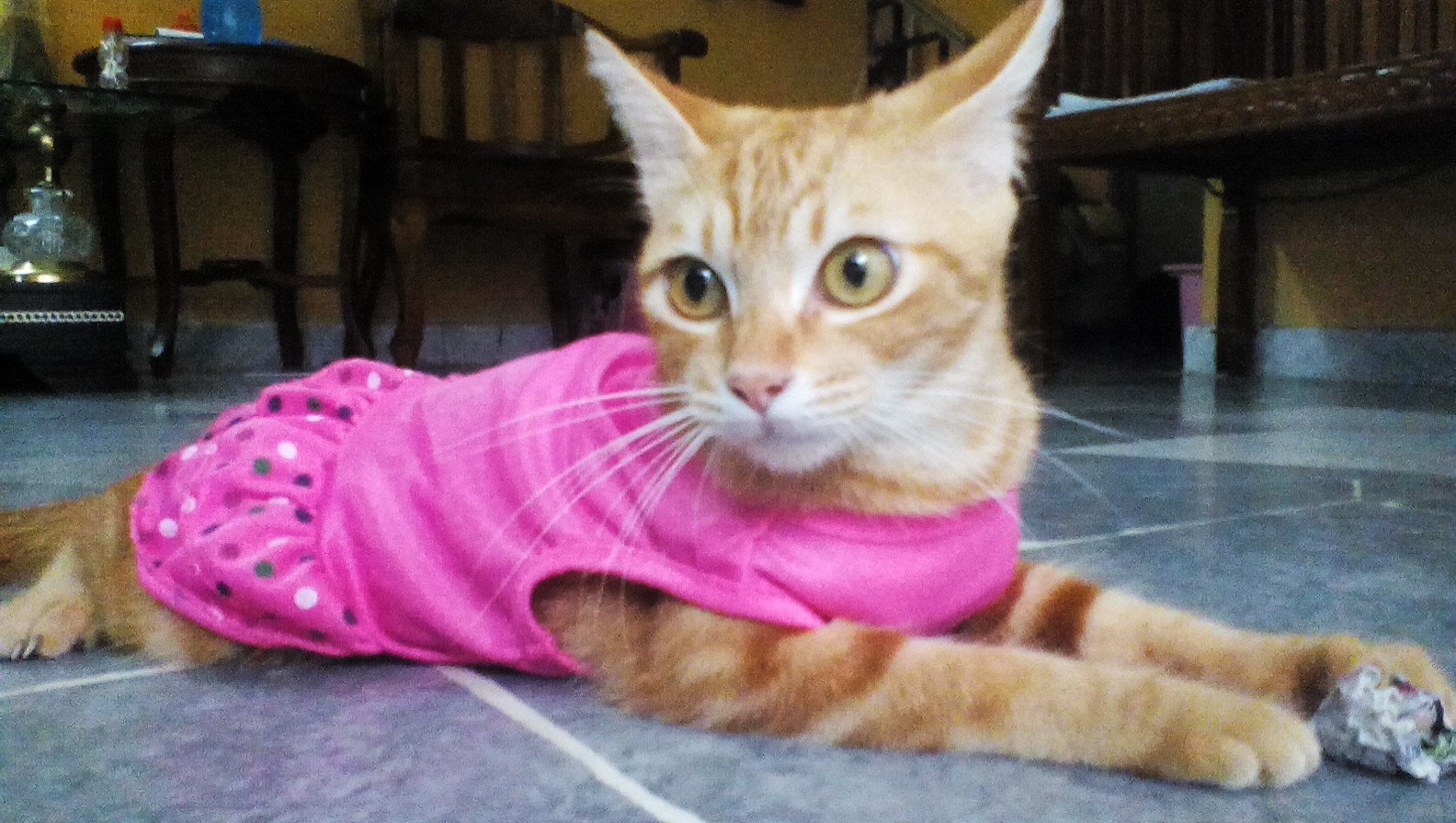My owner knows I'm a boy but she says this dress is perfectly made for me.. oh my… 