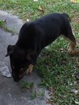 Chico - Rottweiler Mix Dog