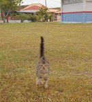 Maru - Domestic Short Hair Cat