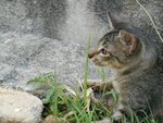 Maru - Domestic Short Hair Cat