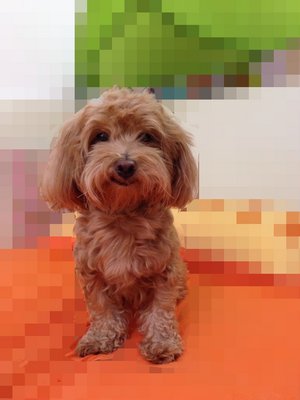 Baby - Poodle + Maltese Dog