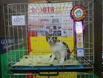 Che Ta - Domestic Short Hair Cat