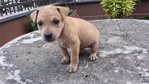 Brownny - Mixed Breed Dog