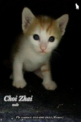 X (Adopted) Renee - Choi-zhai (财仔) - Domestic Short Hair Cat