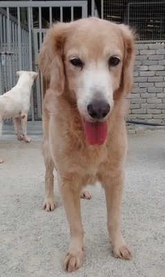 Dylan - Golden Retriever Dog