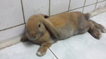 PF59160 - Holland Lop Rabbit