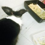 Poo - New Zealand + Lionhead Rabbit