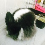 Poo - New Zealand + Lionhead Rabbit