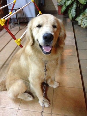 Lucas - Golden Retriever Dog