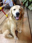 Lucas - Golden Retriever Dog