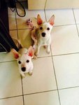 2 Siblings-m &amp; F(Toilet Trained)  - Chihuahua Mix Dog