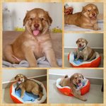 Rex ( Golden Mix - For Indoor) - Golden Retriever Mix Dog