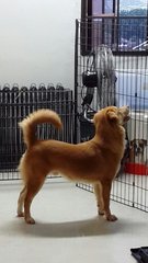Rex ( Golden Mix - For Indoor) - Golden Retriever Mix Dog