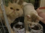 Mimi  - Persian + Domestic Short Hair Cat