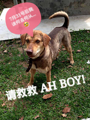 ✪ Ahboy ✪  - Mixed Breed Dog