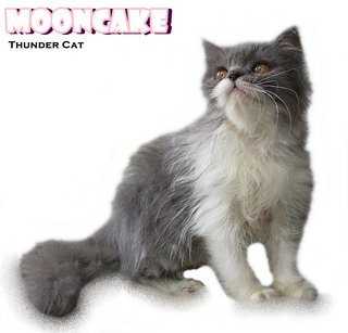 Mooncake - Ragamuffin Cat