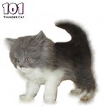 101 - Ragamuffin Cat