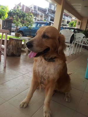 Milo - Golden Retriever Dog