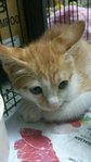 Cuties For Adoption~ - Domestic Short Hair Cat